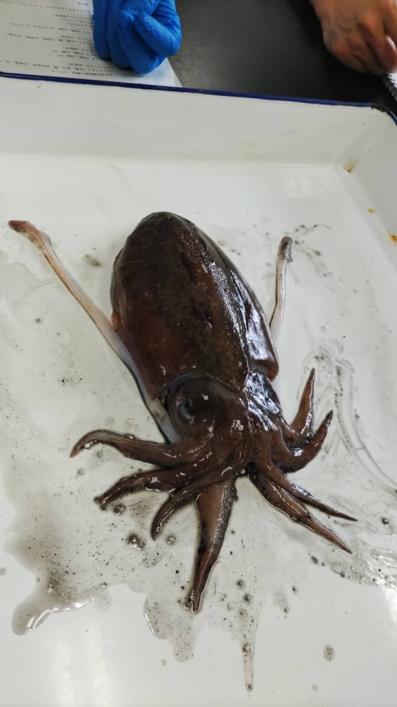 コウイカ