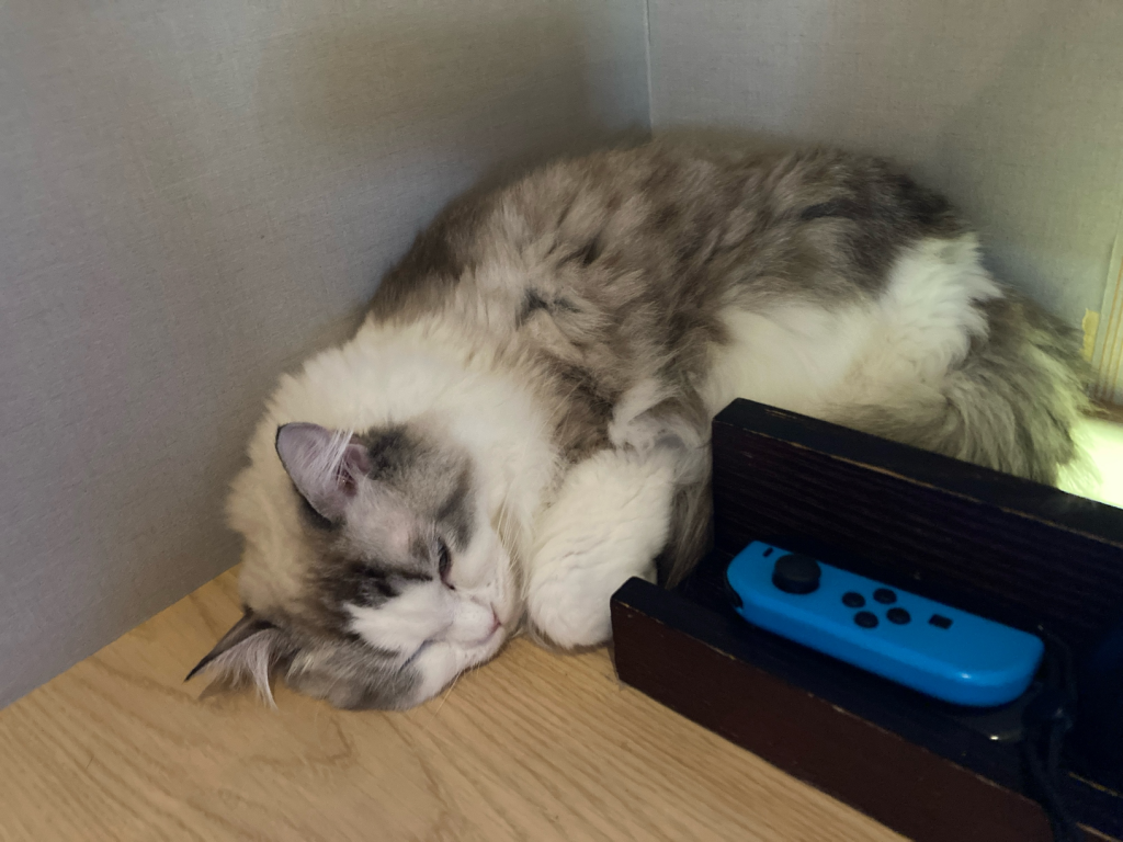 猫3