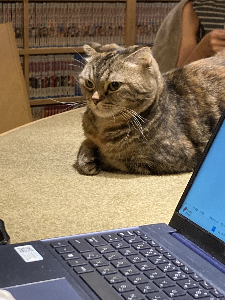 猫1